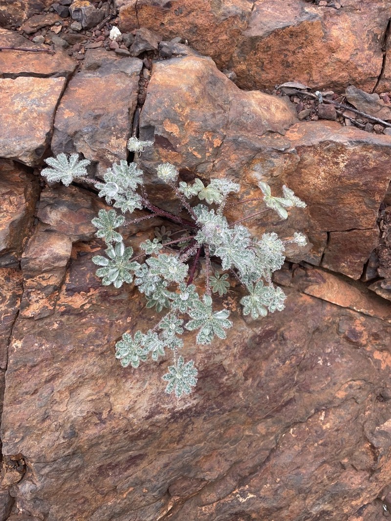 Agardh Lupine photo 3