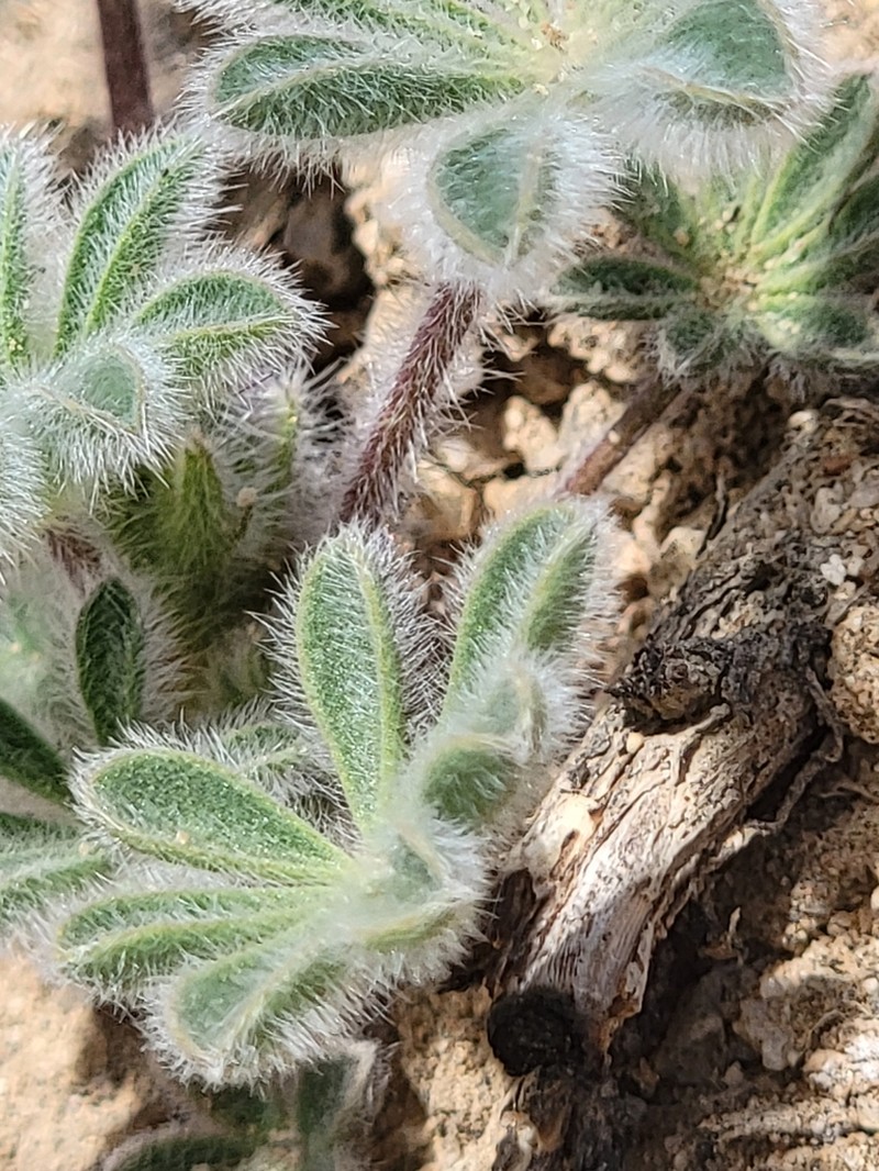Agardh Lupine photo 4