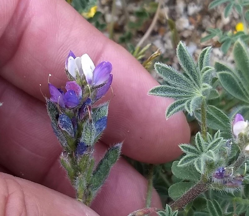 Agardh Lupine photo 6