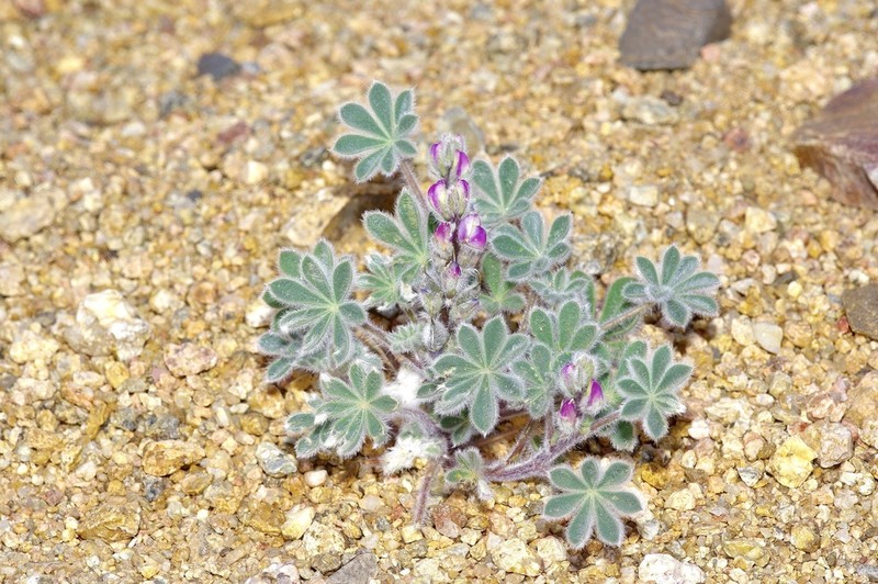Bajada Lupine photo 2