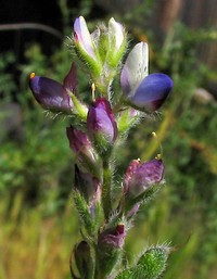 Pale Desert Lupine