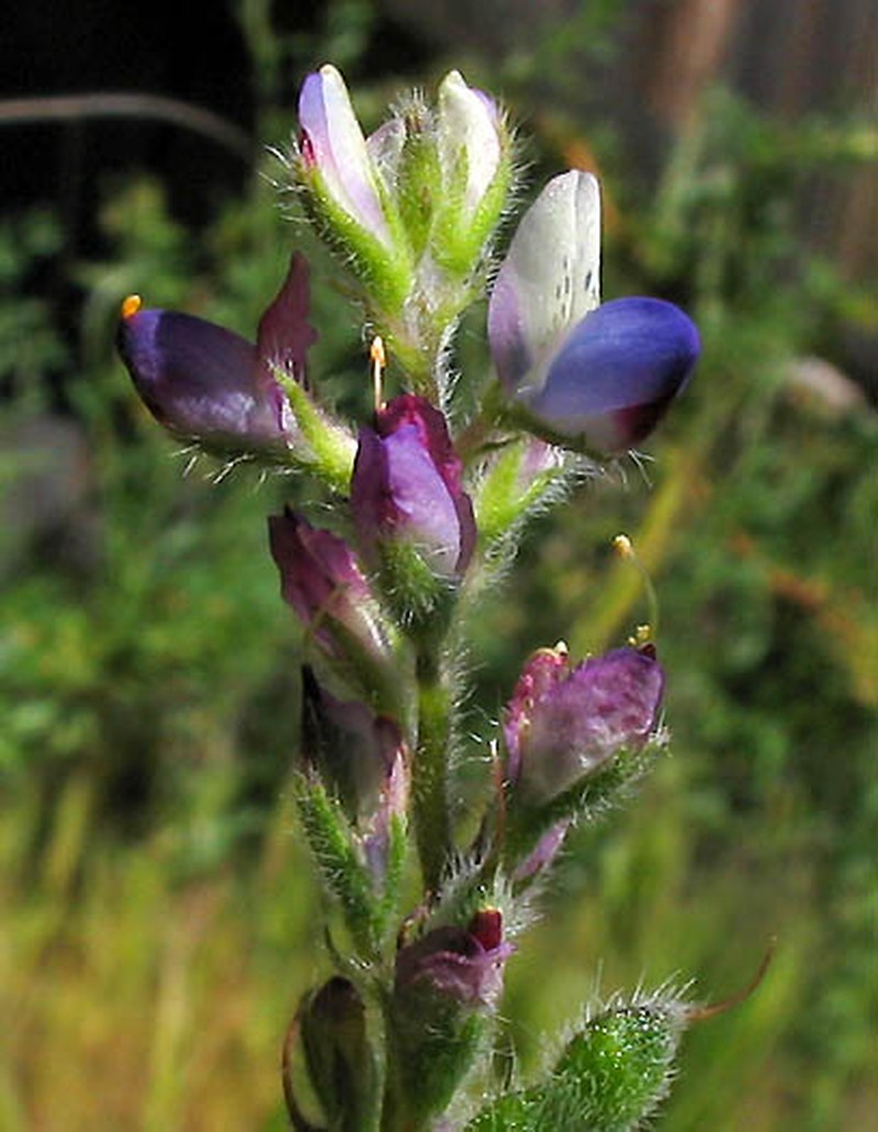 Pale Desert Lupine