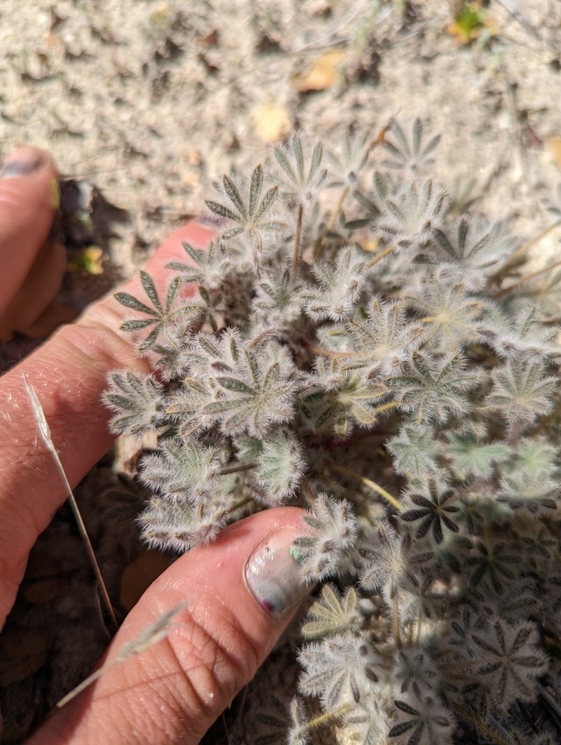Pale Desert Lupine photo 5