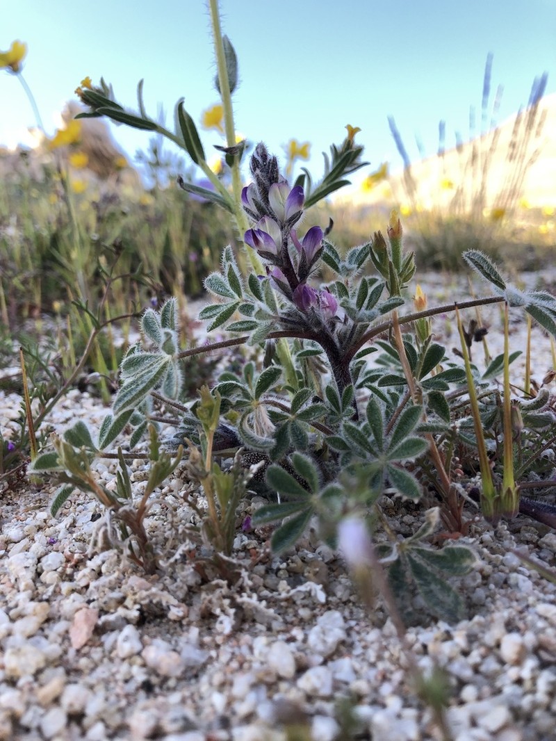 Pale Desert Lupine photo 7