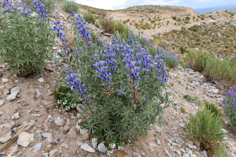 Lupinus condensiflorus