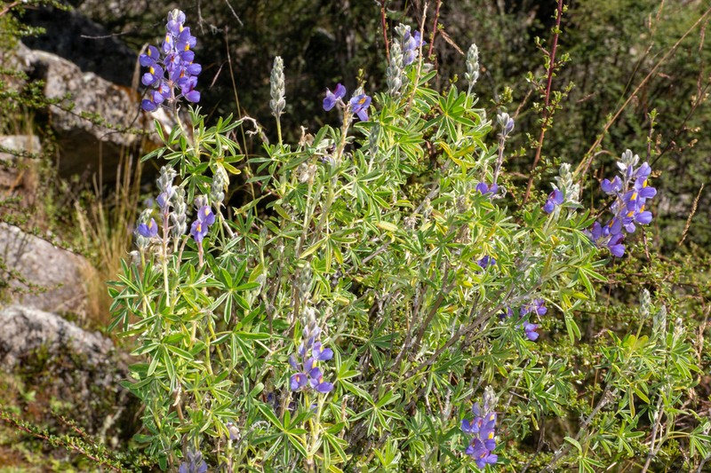 Lupinus condensiflorus photo 2
