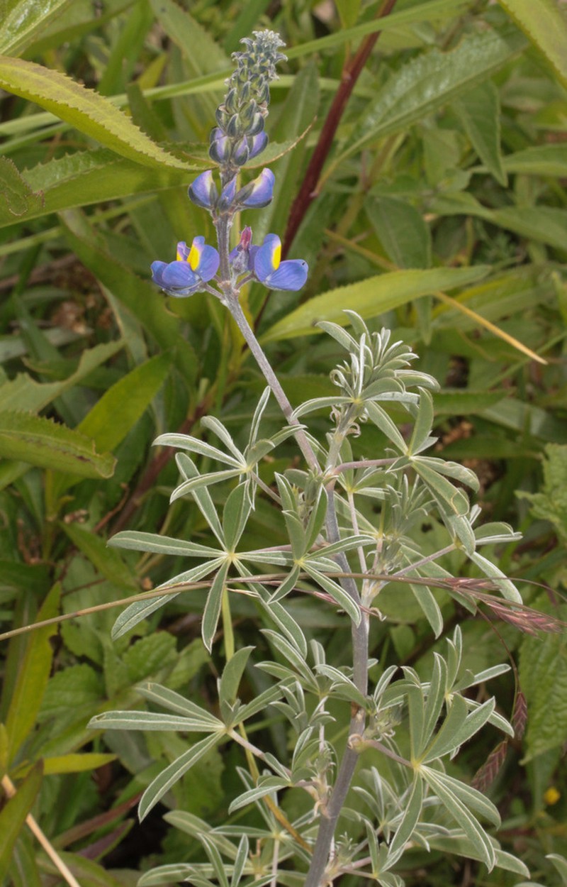 Lupinus condensiflorus photo 3