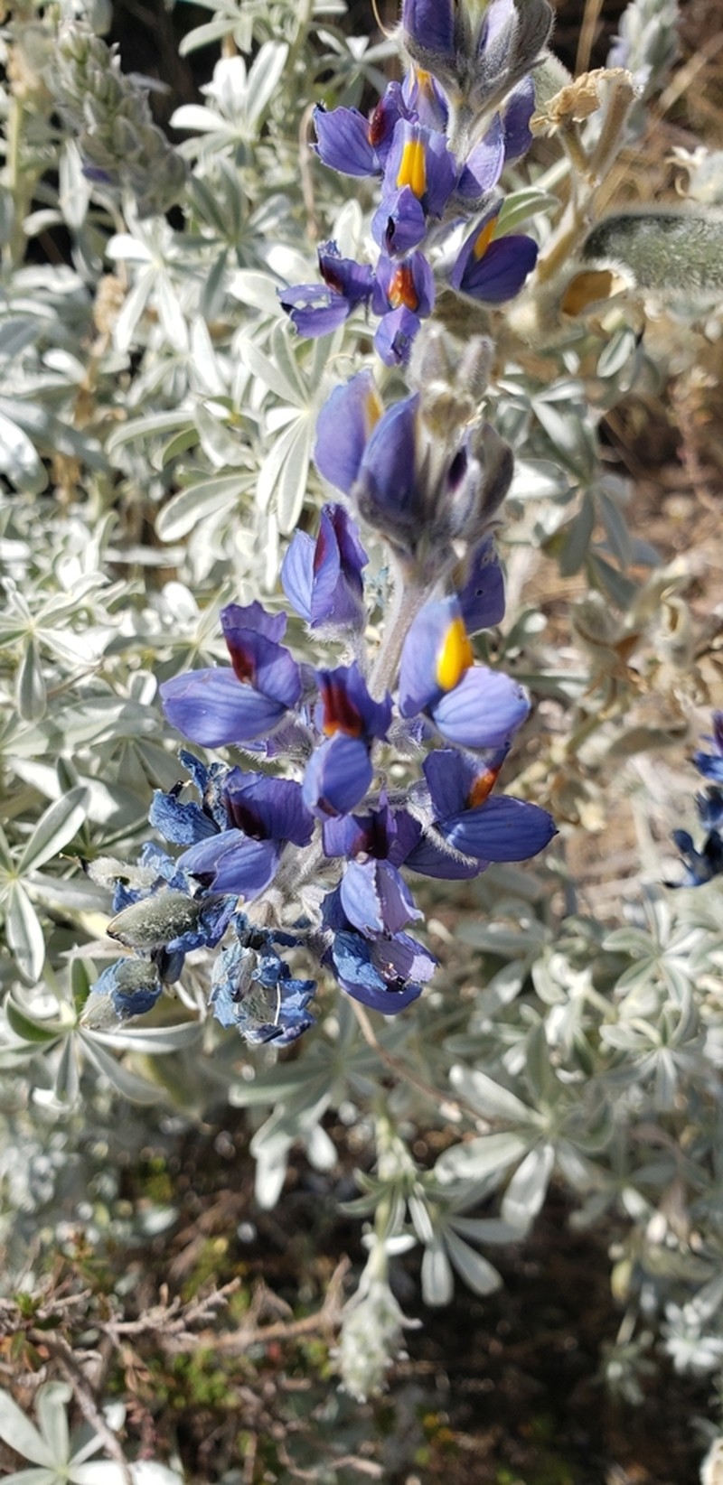 Lupinus condensiflorus photo 4