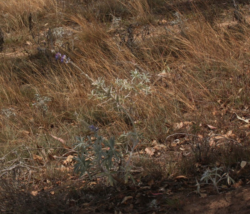 Lupinus condensiflorus photo 5
