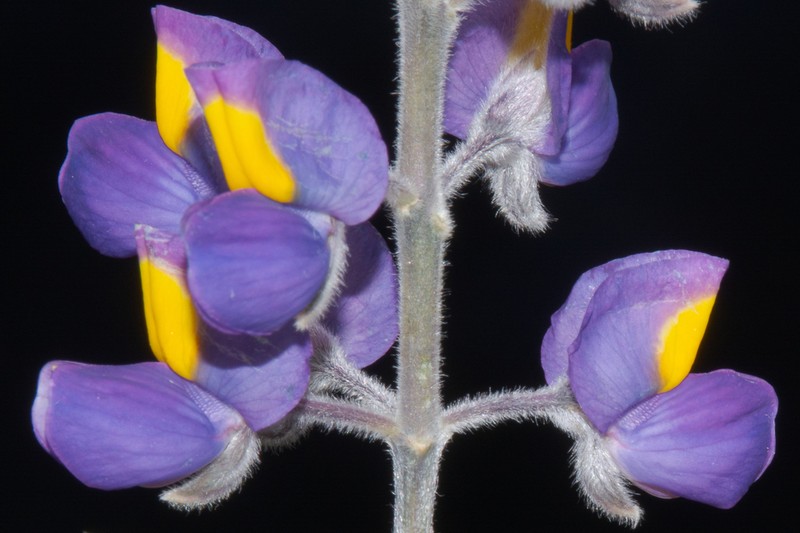 Lupinus condensiflorus photo 6