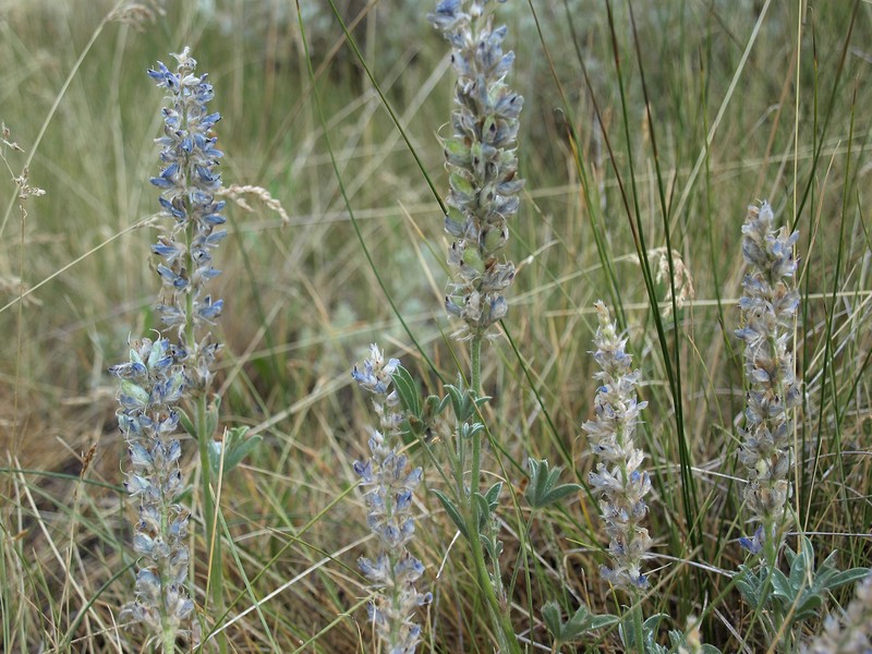 Crowded Lupine photo 3