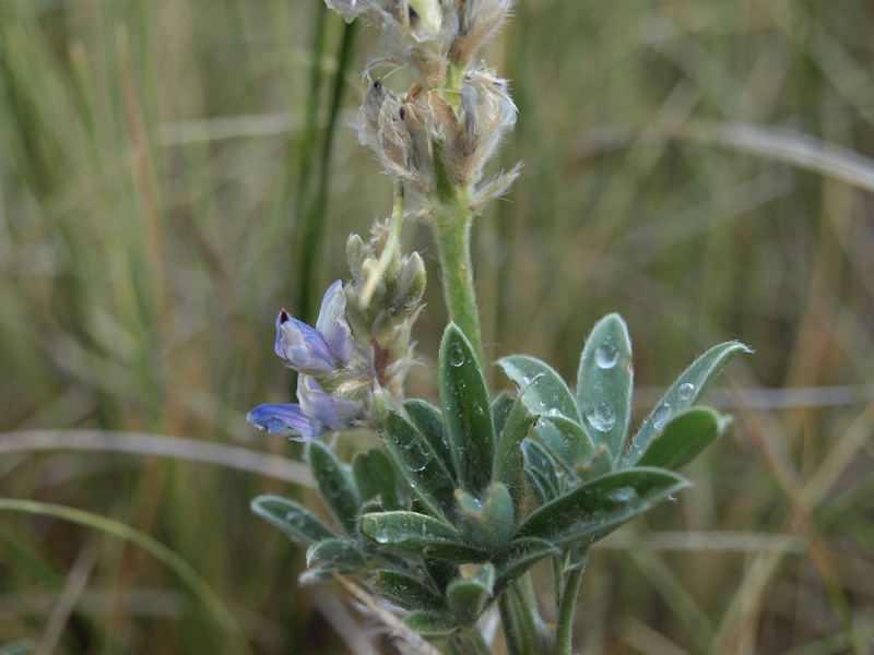 Crowded Lupine photo 4