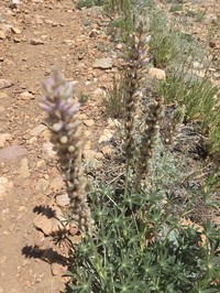 Crowded Lupine
