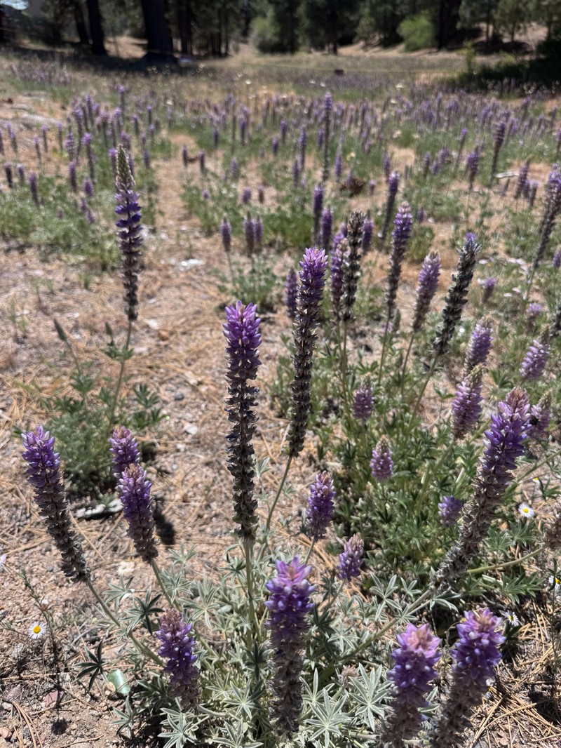 Crowded Lupine photo 2