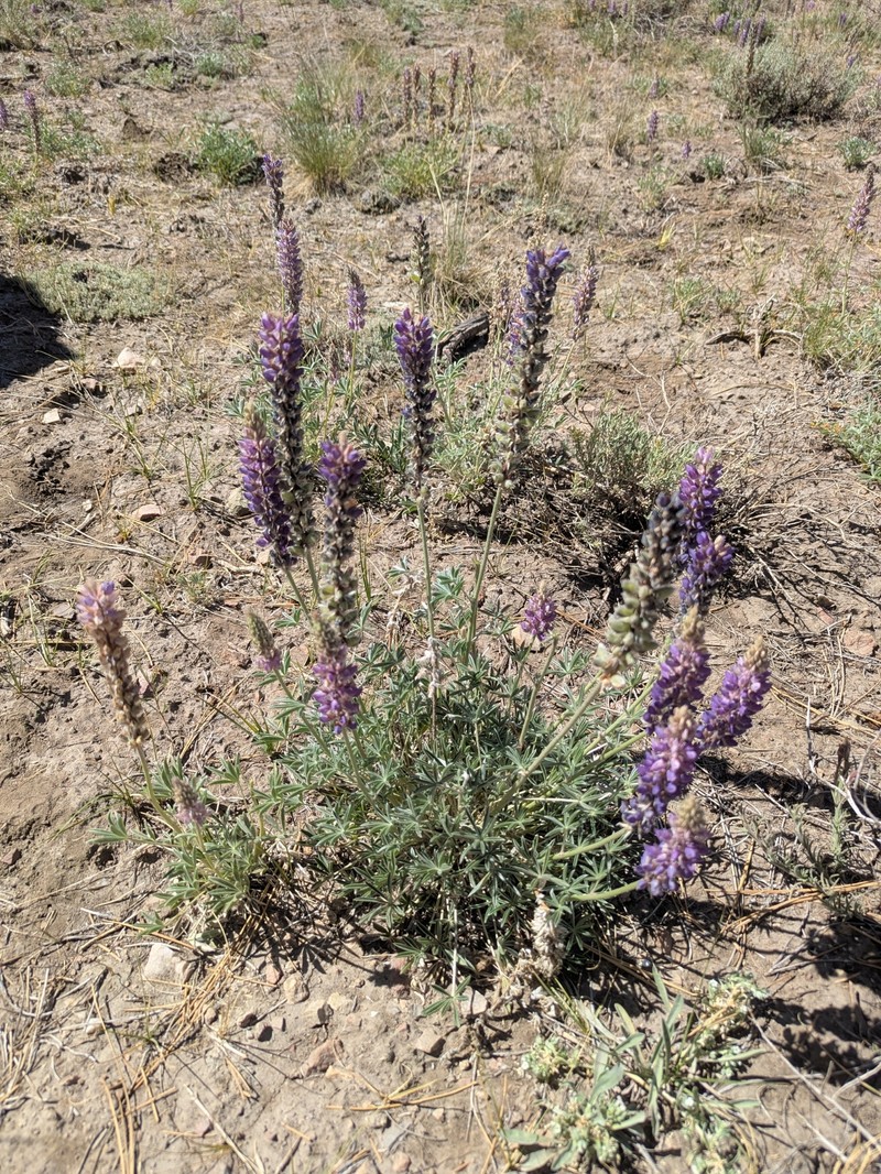 Crowded Lupine photo 3