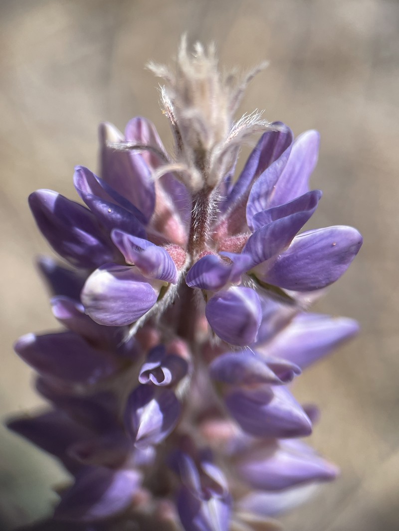 Crowded Lupine photo 4