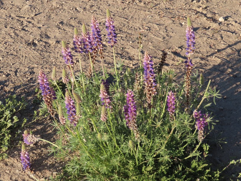Crowded Lupine photo 5