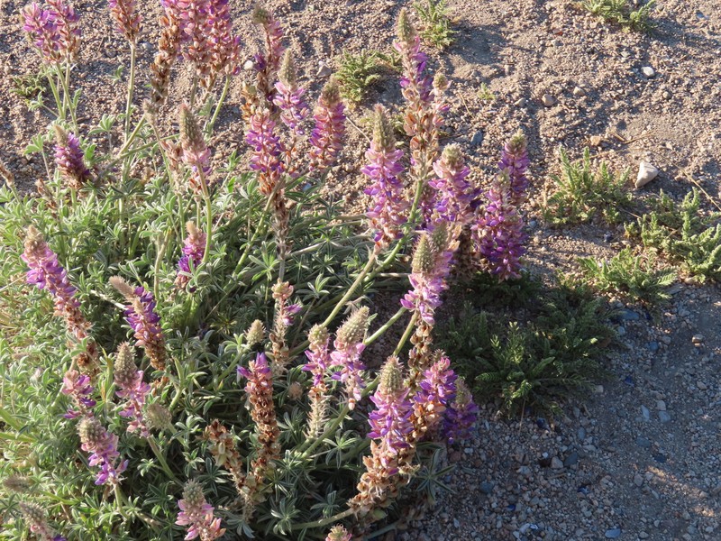 Crowded Lupine photo 6