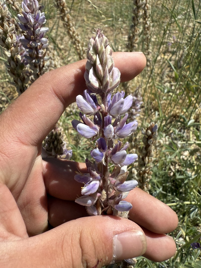 Crowded Lupine photo 7