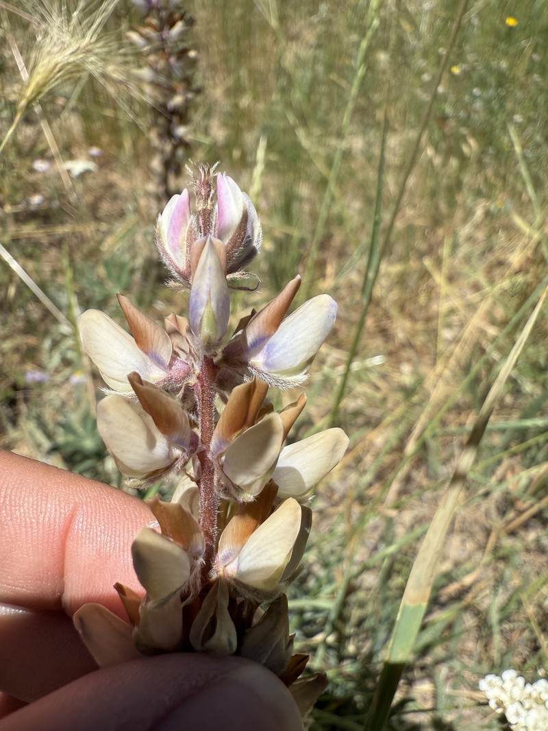Crowded Lupine photo 8