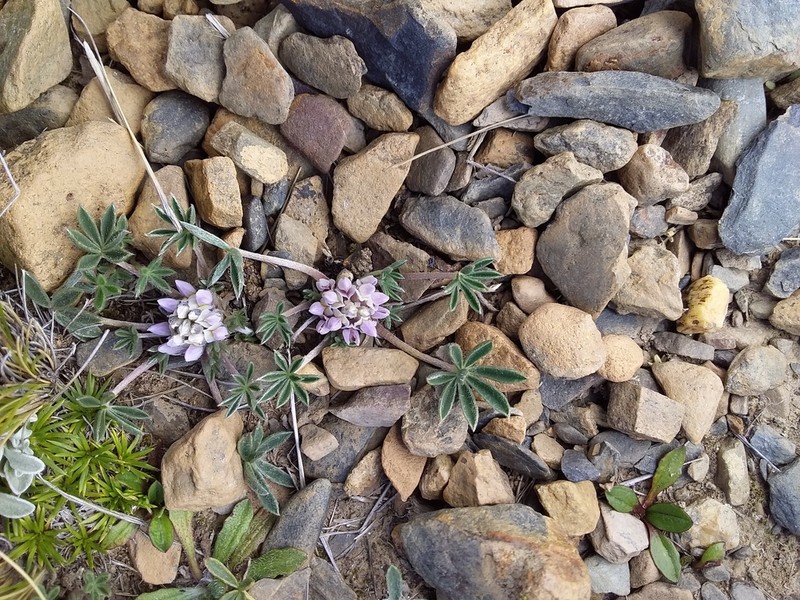 Lupinus conicus photo 2