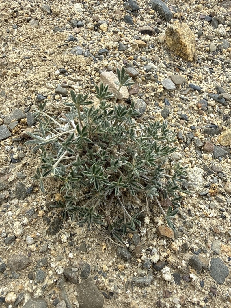 Lupinus conicus photo 4