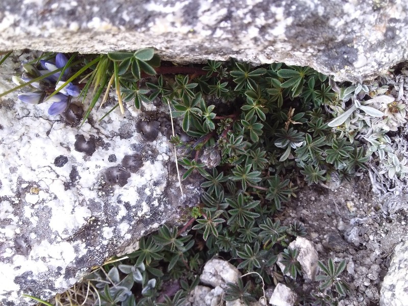 Lupinus conicus photo 5
