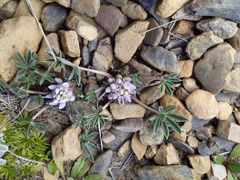 Lupinus conicus photo 6