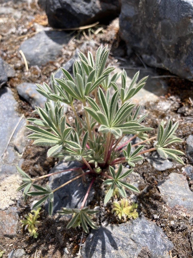Lupinus conicus photo 7