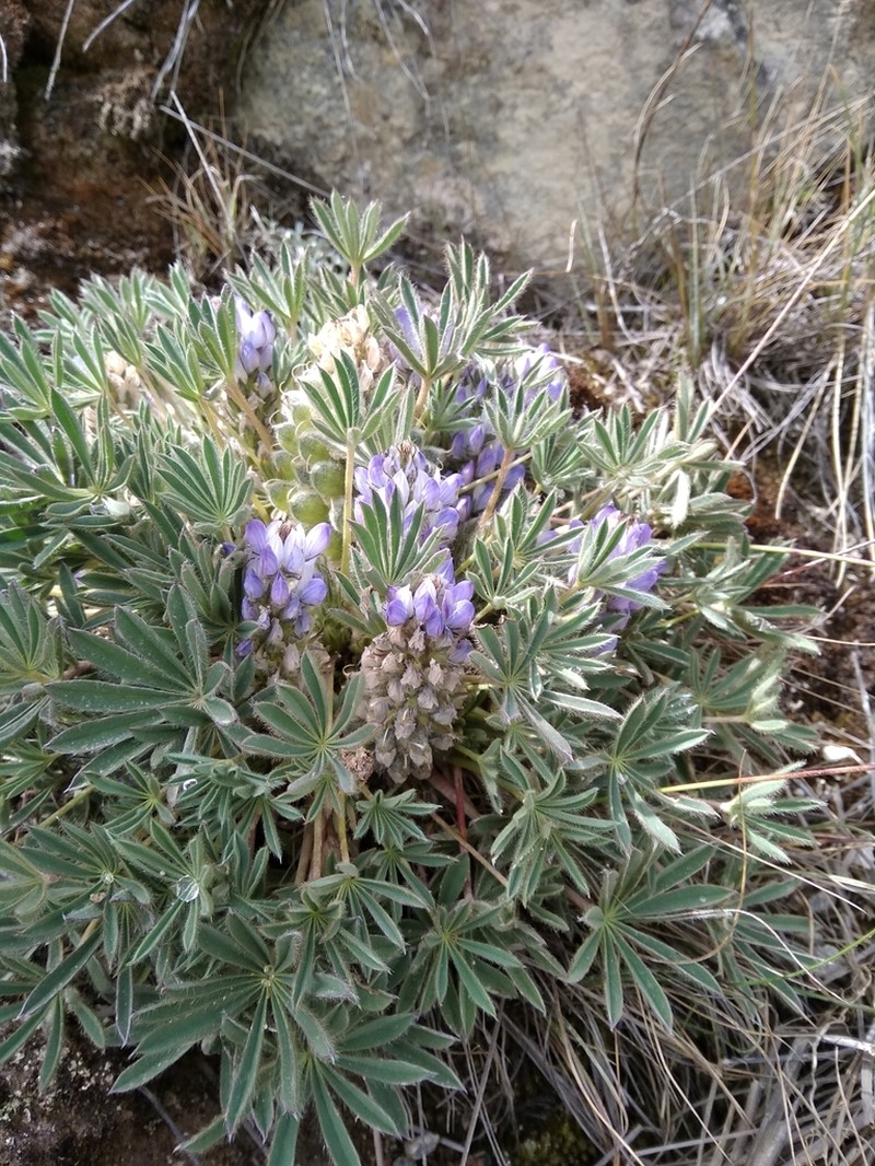 Lupinus conicus photo 8
