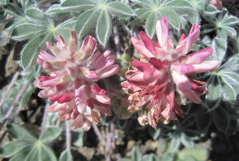 Lassicus Lupine photo 2