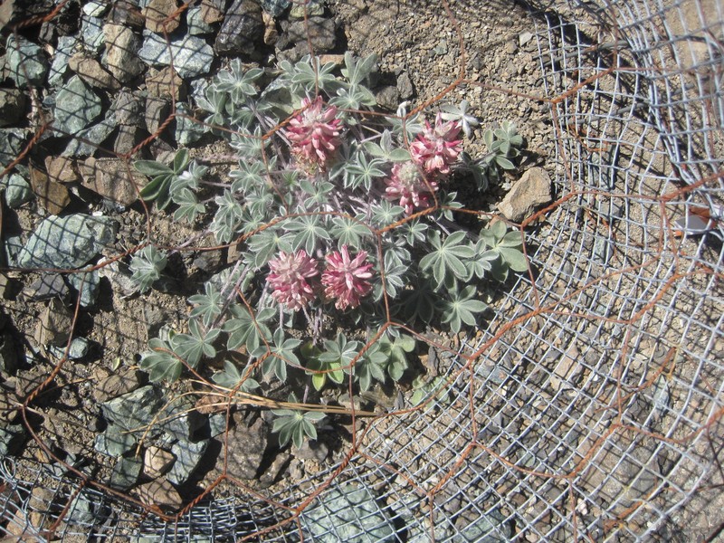 Lassicus Lupine photo 5