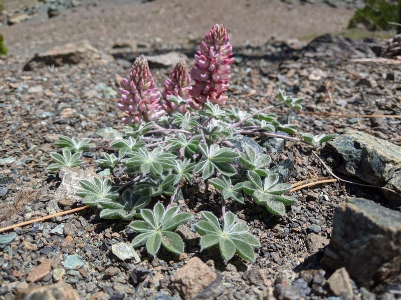 Lassicus Lupine