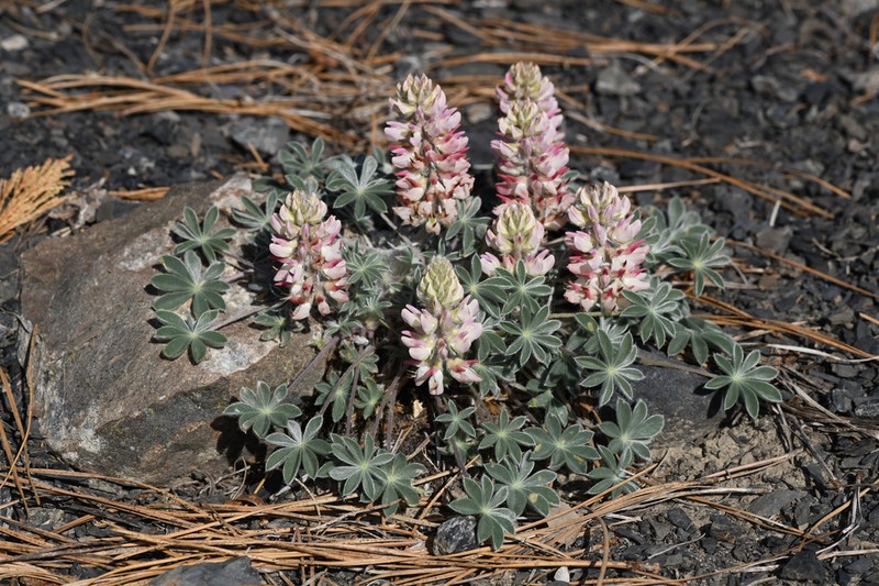 Lassicus Lupine photo 2