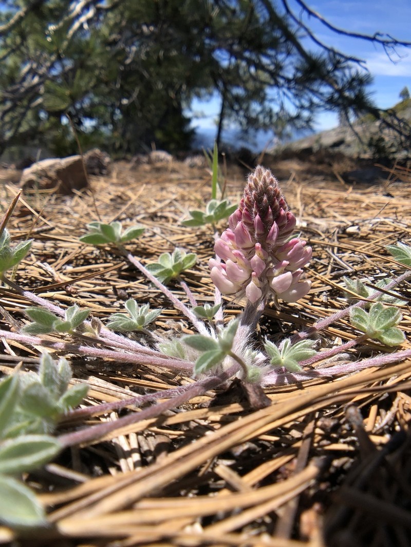 Lassicus Lupine photo 3