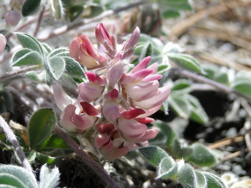 Lassicus Lupine photo 4