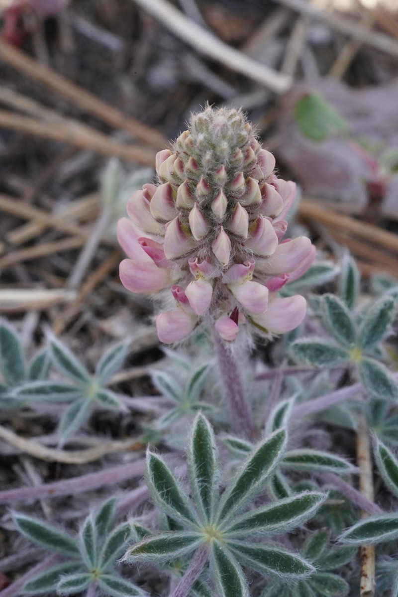 Lassicus Lupine photo 5