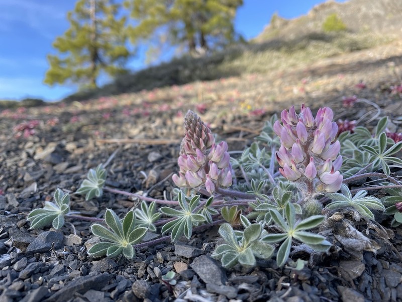 Lassicus Lupine photo 6