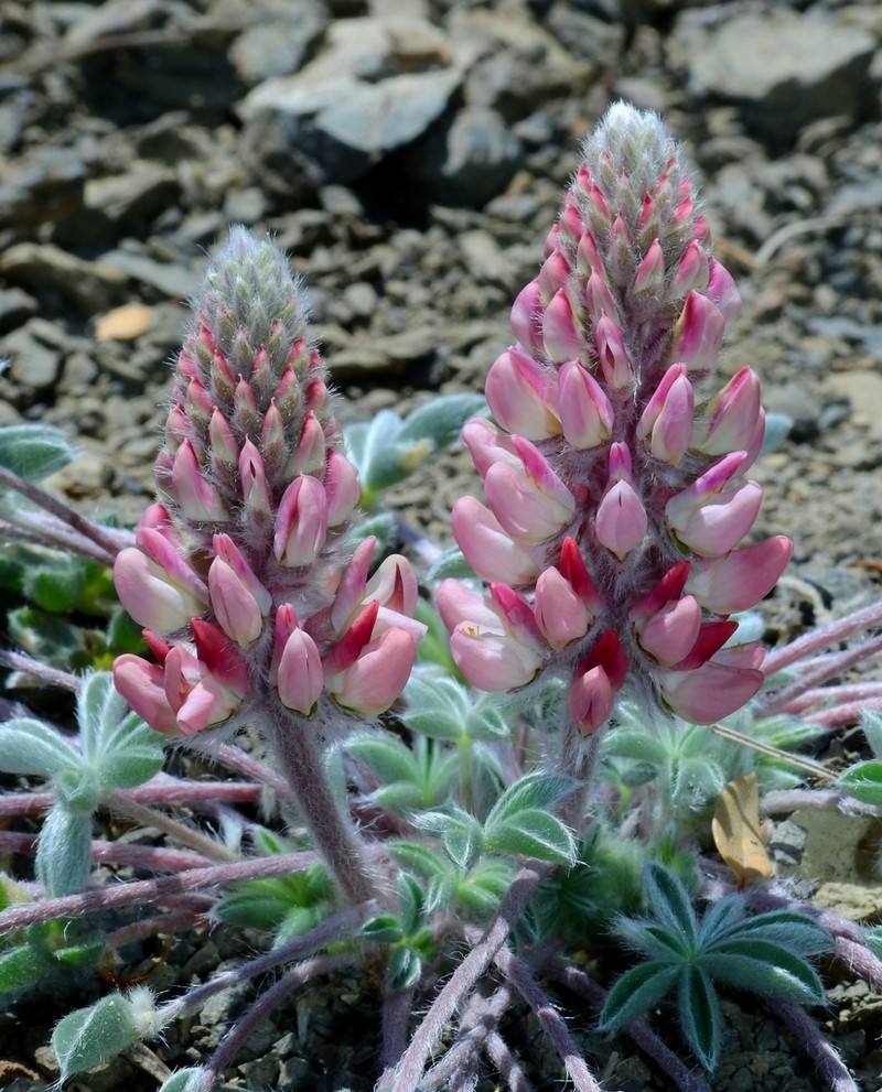 Lassicus Lupine photo 7
