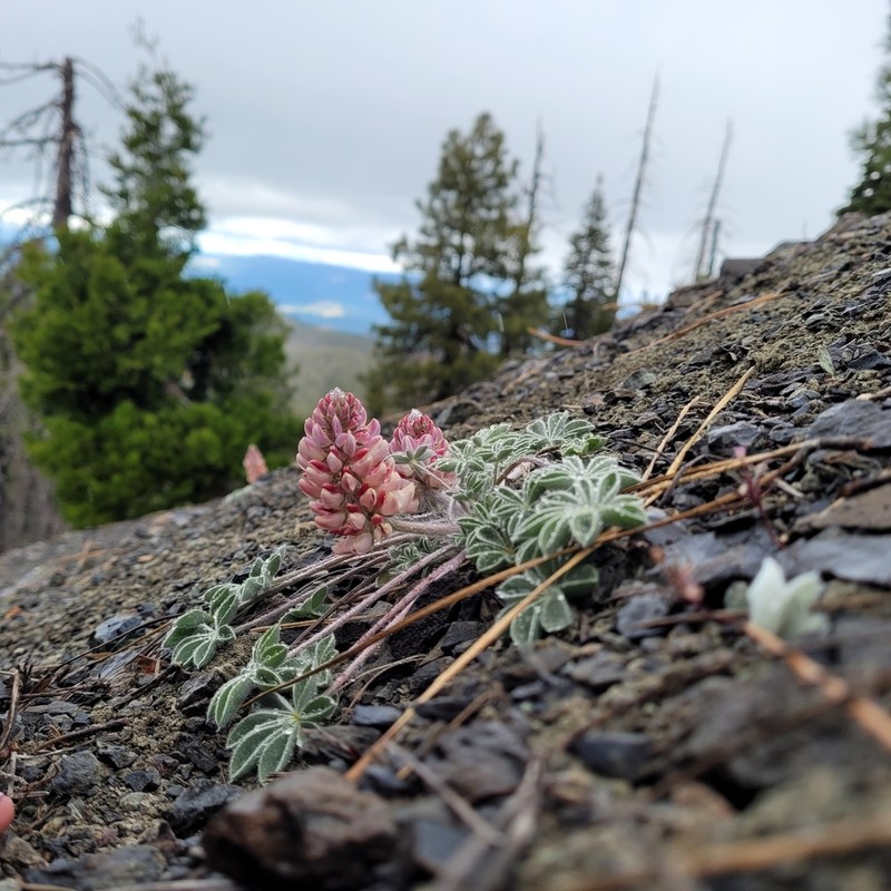 Lassicus Lupine photo 8