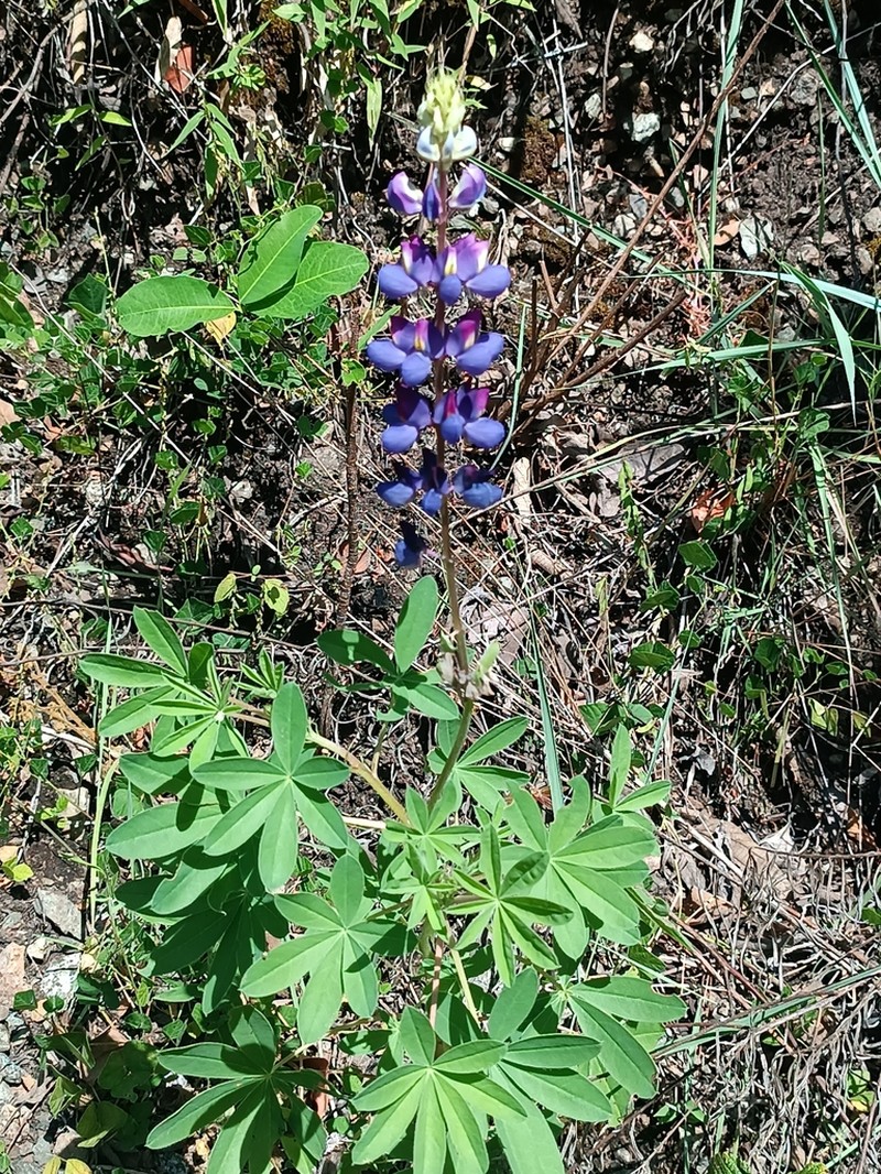 Lupinus convencionensis