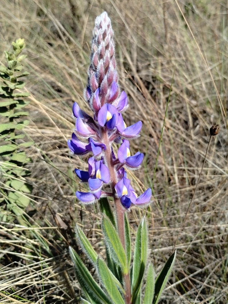 Lupinus coriaceus
