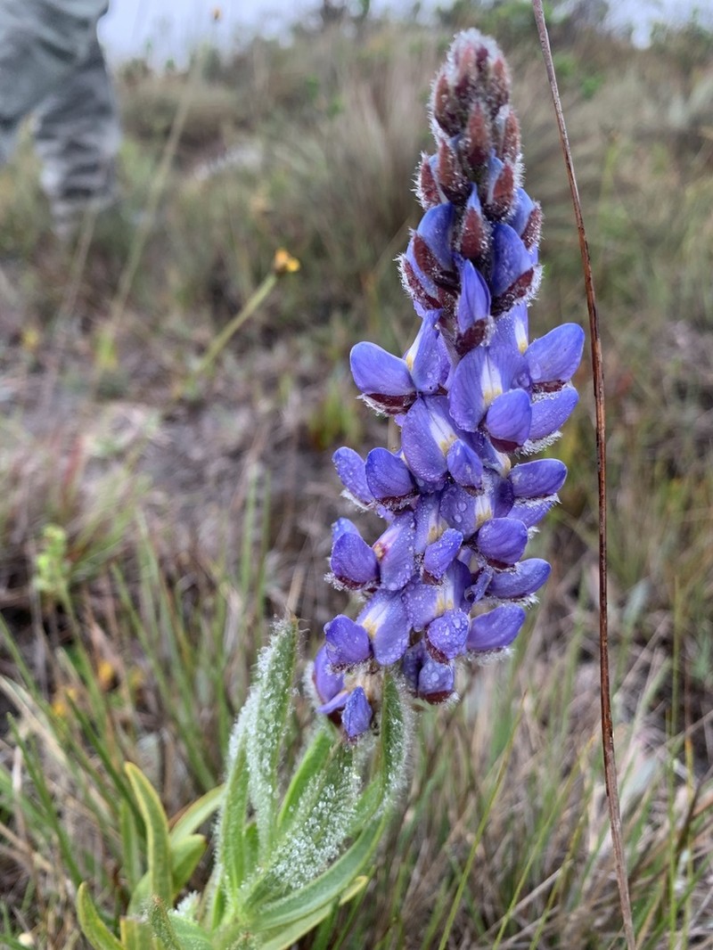 Lupinus coriaceus photo 2