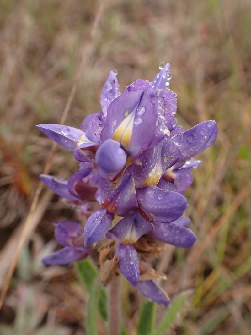 Lupinus coriaceus photo 3