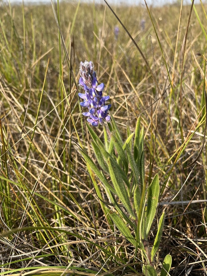 Lupinus coriaceus photo 4