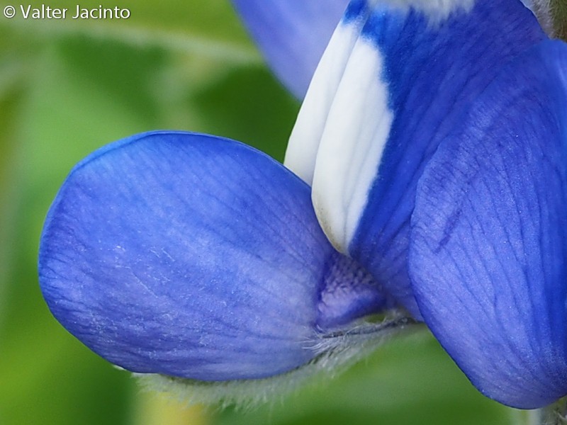 Lupinus cosentinii photo 2