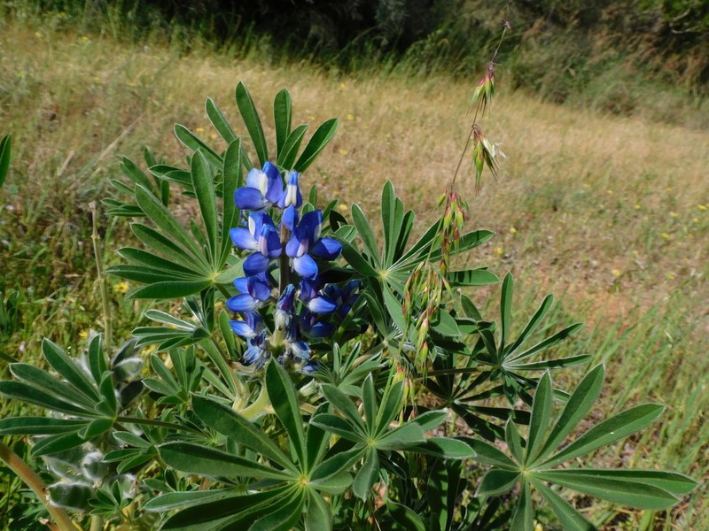 Lupinus cosentinii photo 4