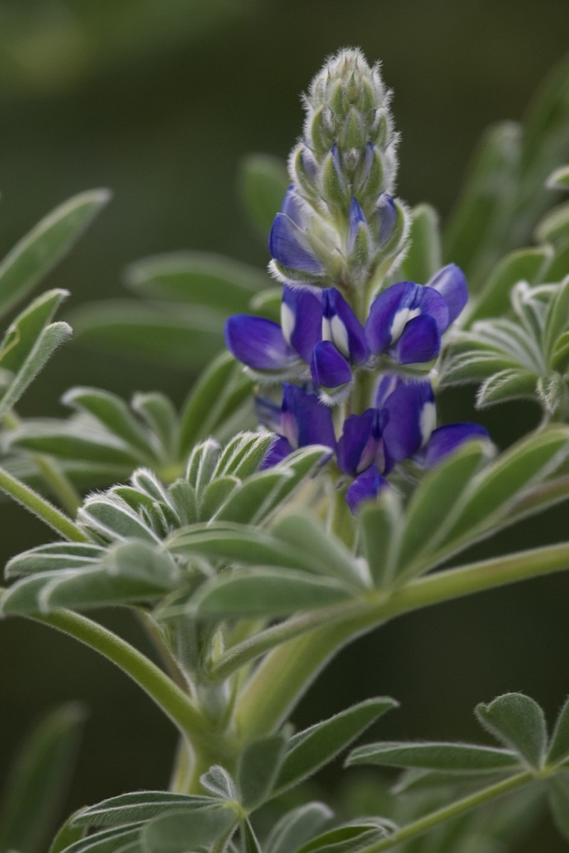 Lupinus cosentinii photo 5