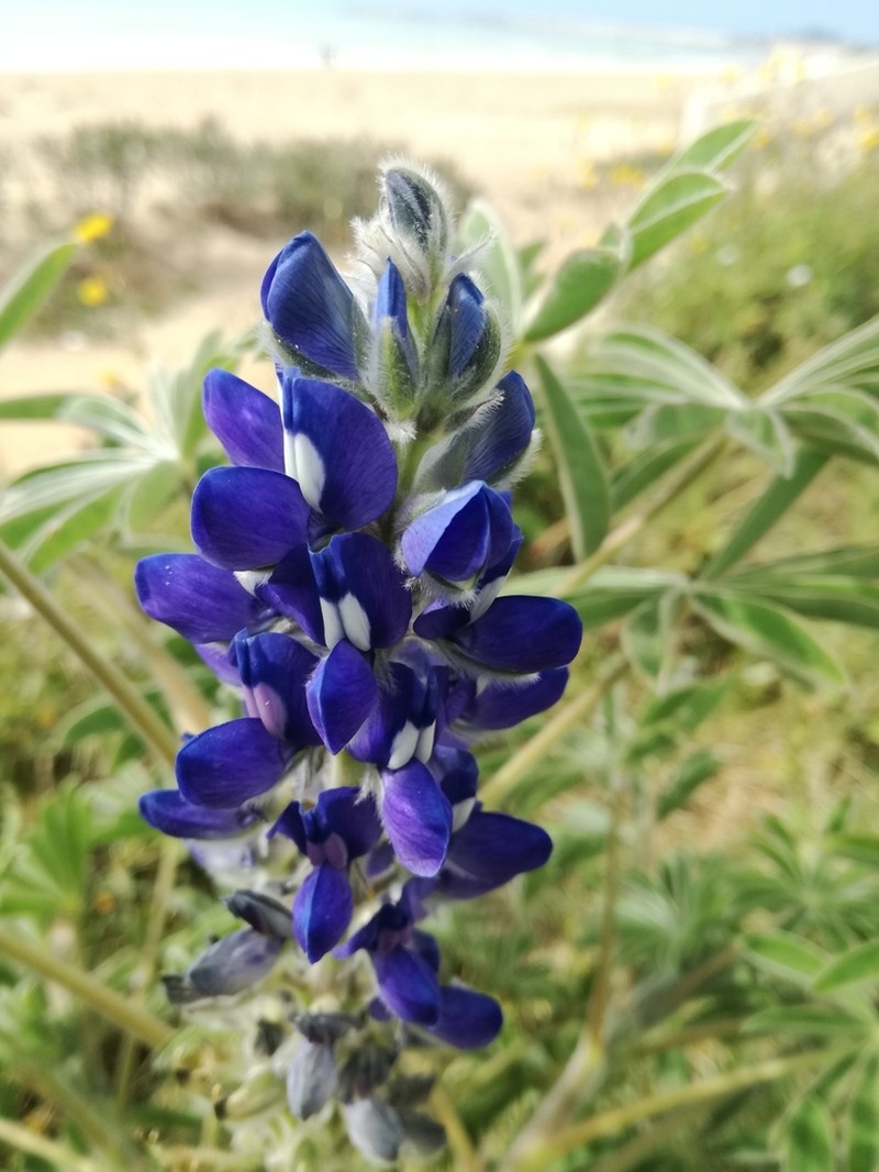 Lupinus cosentinii photo 6