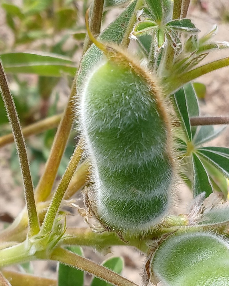 Lupinus cosentinii photo 7